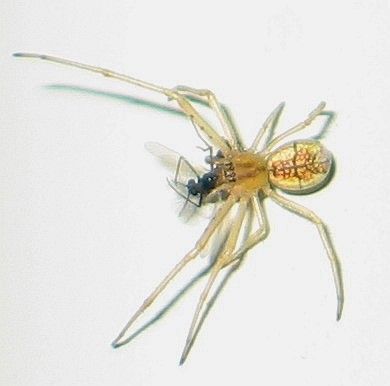 Tetragnathius - Tetragnatha sp.